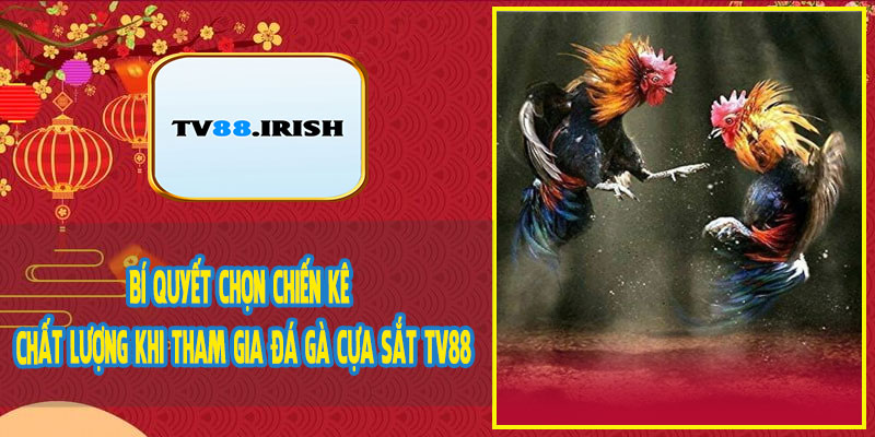 Bí Quyết Chọn Chiến Kê Chất Lượng Khi Tham Gia Đá Gà Cựa Sắt TV88