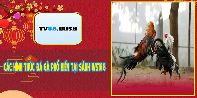 Các Hình Thức Đá Gà Phổ Biến Tại Sảnh WS168