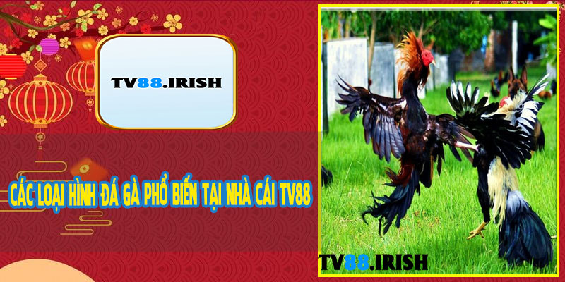 Các Loại Hình Đá Gà Phổ Biến Tại Nhà Cái TV88
