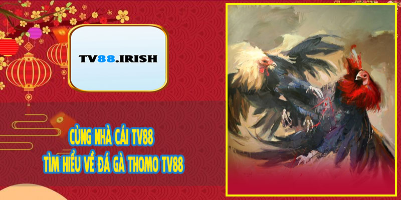 Cùng Nhà Cái TV88 Tìm Hiểu Về Đá Gà Thomo TV88