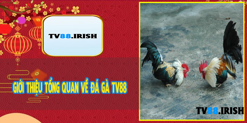 Giới Thiệu Tổng Quan Về Đá Gà TV88