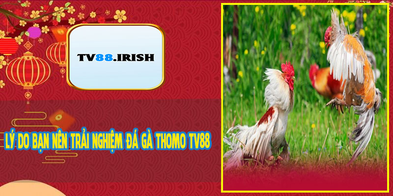 Lý Do Bạn Nên Trải Nghiệm Đá Gà Thomo TV88