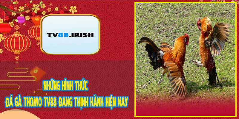 Những Hình Thức Đá Gà Thomo TV88 Đang Thịnh Hành Hiện Nay