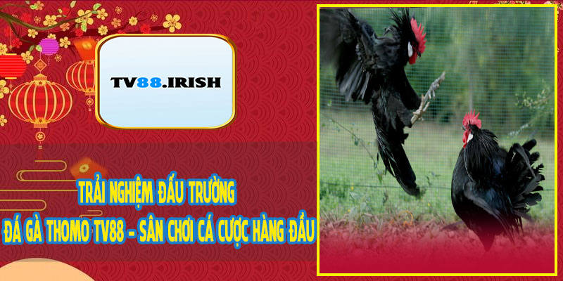 Trải Nghiệm Đấu Trường Đá Gà Thomo TV88 - Sân Chơi Cá Cược Hàng Đầu